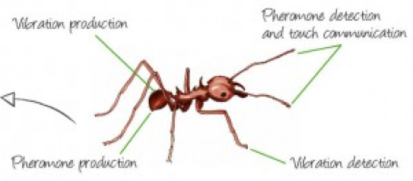 ant anatomy.png