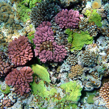 Multy_color_corals – Tropical Ecology 2016